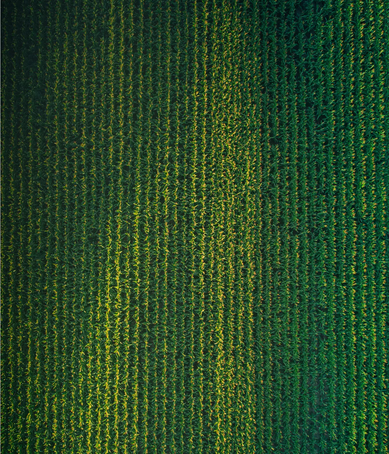 Miragro - National Grain Trade in Hungary