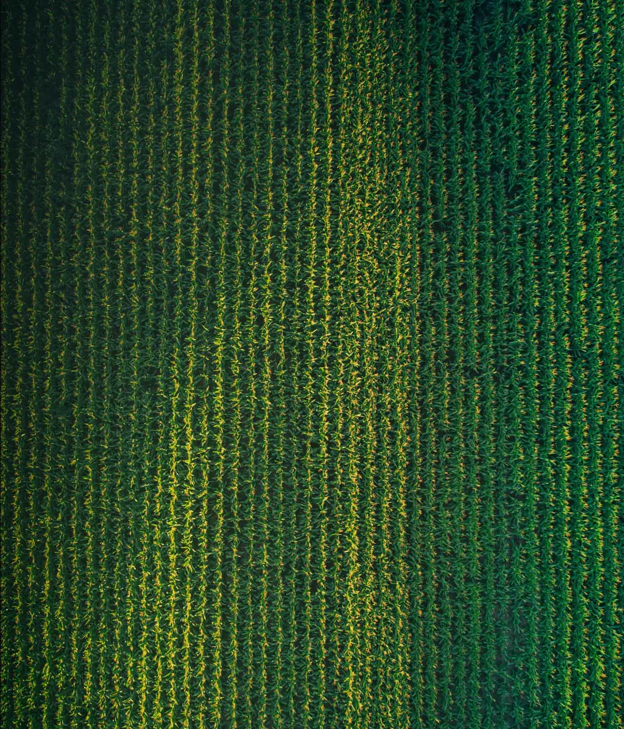 Miragro - National Grain Trade in Hungary
