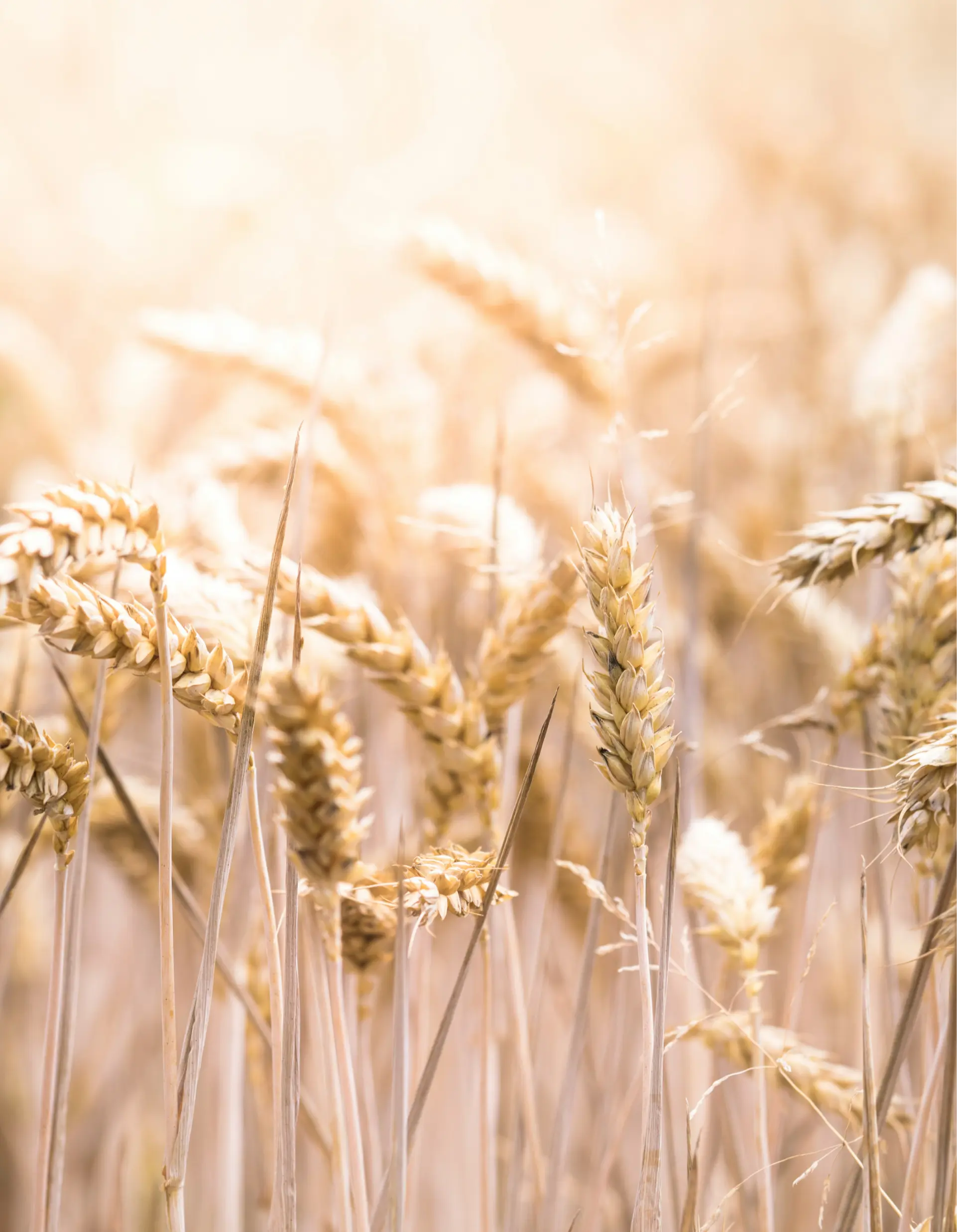 Miragro - National Grain Trade in Hungary